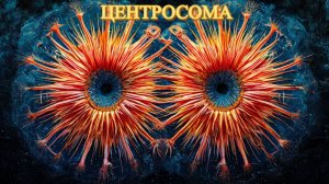 ЦЕНТРОСОМА