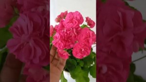 Самый из любимейших неприхотливых сортов пеларгоний ,Розалинда🌹🌹🌹❤️