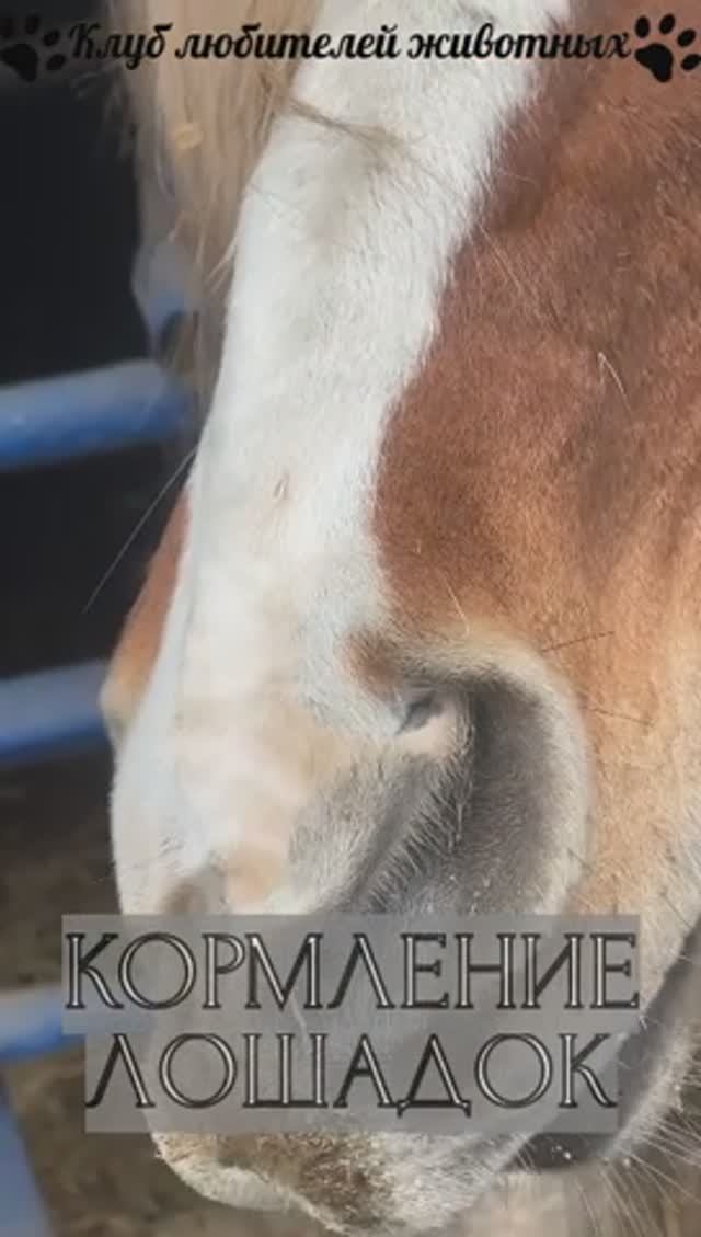 Кормление  лошадок