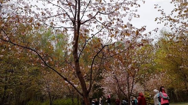 Цветение сакуры в Москве