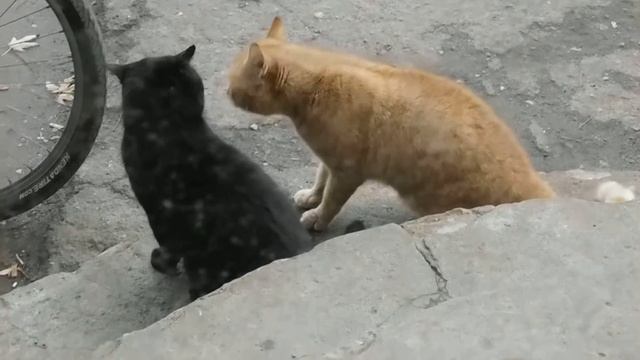 Кошачья разборка. смотреть онлайн