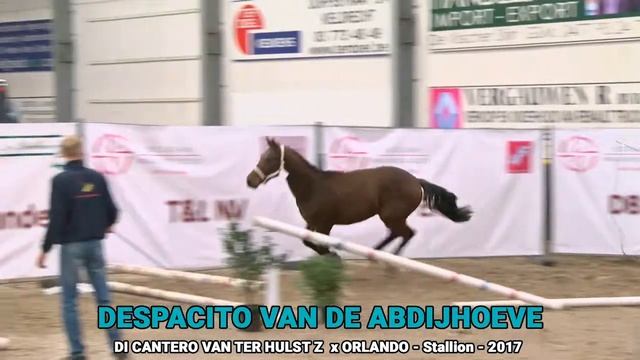 Despacito van de Abdijhoeve (Di Cantero van ter Hulst Z x Orlando) - Stallion - 2017 смотреть онлайн