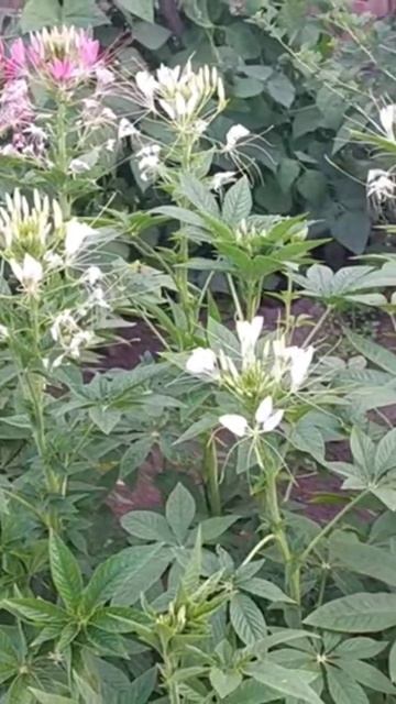 Клеома смотреть онлайн