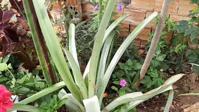 Uma pequena atualização das plantas ☘🌱🍀❤❤ смотреть онлайн