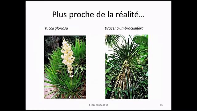 16 La flore du Douanier Rousseau : un endémisme rêvé смотреть онлайн