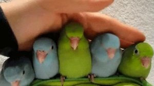 Попугайчики