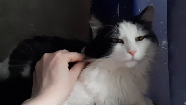 Глажу недовольного кота. Он думает - сбежать или остаться? смотреть онлайн