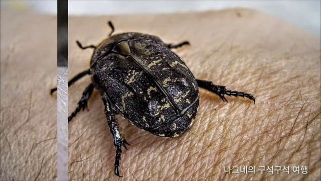 흰점박이꽃무지 смотреть онлайн