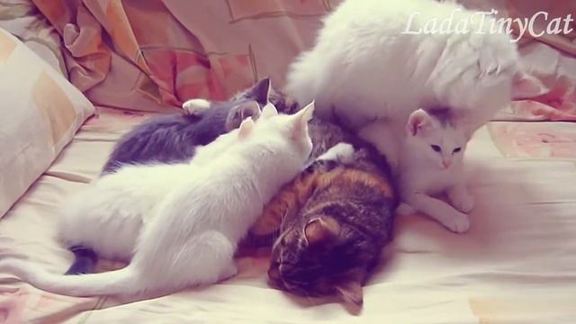 Мама кормит котят / Mom feeds the kittens смотреть онлайн