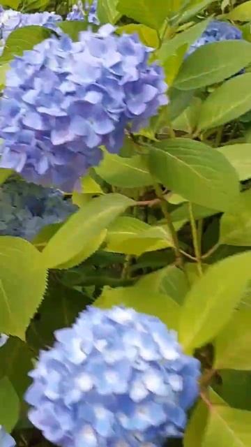 Bunga yang lagi mekar saat Summer di Jepang #vlog #summer #japan #sasfamily смотреть онлайн