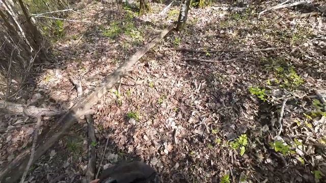 сморчковая шапочка , сбор весенних грибов смотреть онлайн