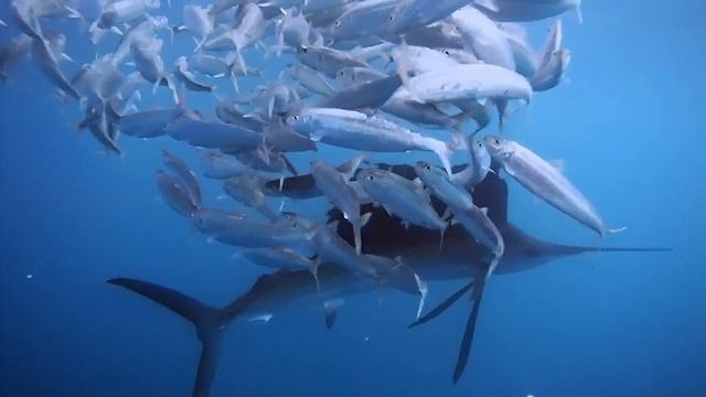 Рыба Парусник. Охотник. Марлин. смотреть онлайн