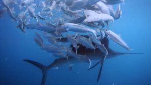 Рыба Парусник. Охотник. Марлин.