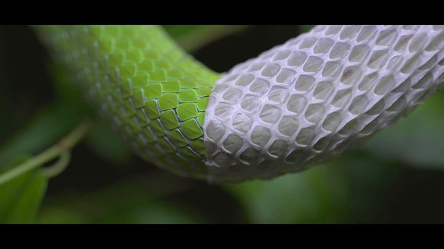 Trimeresurus vogeli female changing clothes смотреть онлайн