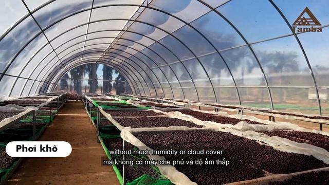 FINE ROBUSTA VIETNAM - PHƯƠNG PHÁP SƠ CHẾ NATURAL смотреть онлайн