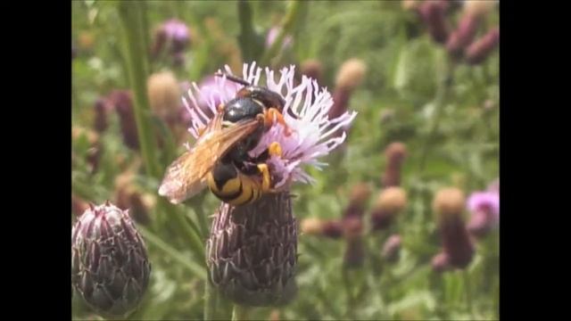 Bee Wolves Philanthus triangulum feeding on Creeping Thistle Cirsium arvense смотреть онлайн