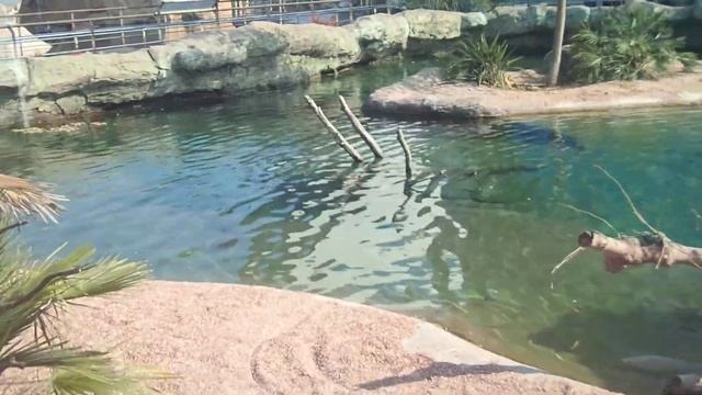 38 Mecistops cataphractus Slender snouted crocodile Oceanografico Valencia 2017 смотреть онлайн