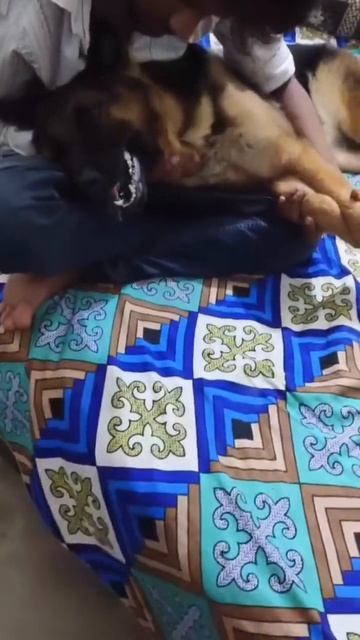 5 rupaye de do Malik #dog #germansheprd #ytshorts #shorts #funny смотреть онлайн