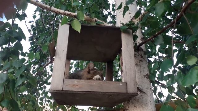Неделание кота Васьки смотреть онлайн