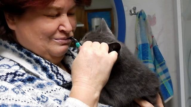 Кошка Мыфка дуреет от зуб.пасты смотреть онлайн
