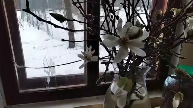 ВИ ТАКЕ БАЧИЛИ? МАГНОЛІЯ КВІТУЄ ВЗИМКУ! МИ ТАКОГО І НЕ ЗНАЛИ! смотреть онлайн