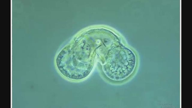 BIOL160 05 05 Plants Gymnosperms and Angiosperms смотреть онлайн