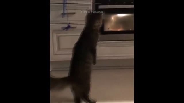 ЛУЧШИЕ ПРИКОЛЫ | САМЫЕ СМЕШНЫЕ ВИДЕО 2019 | FUNNY VIDEO | VINE смотреть онлайн