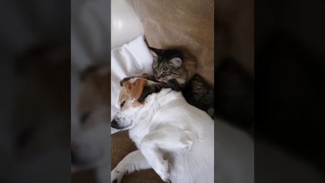 Кот массажист!! смотреть онлайн