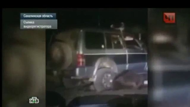 Новости Россия Полиция вышла на след живодёров мучавших медведя смотреть онлайн