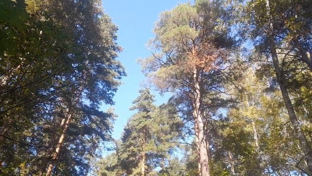 Софа смотреть онлайн