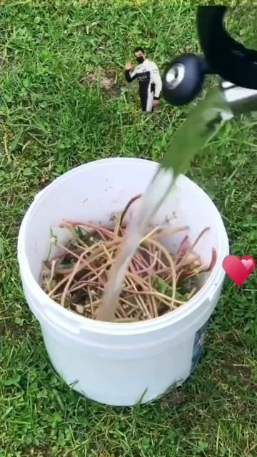 Отвар из одуванчиков - лучшее средство для укрепления волос и для кожи лица. #SHORTS смотреть онлайн