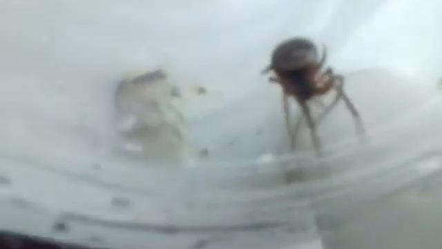 Opening false widow egg sac смотреть онлайн