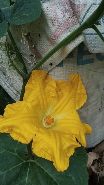 why yellow not blue #shorts смотреть онлайн