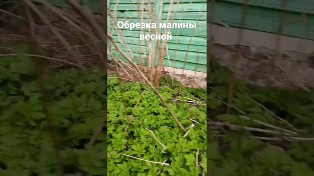 Обрезка малины весной смотреть онлайн