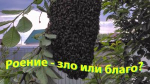 Роение - зло или благо? Мнение профессора Кашковского