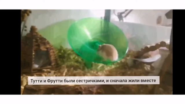 Прощание с Тутти ☁️💞 смотреть онлайн