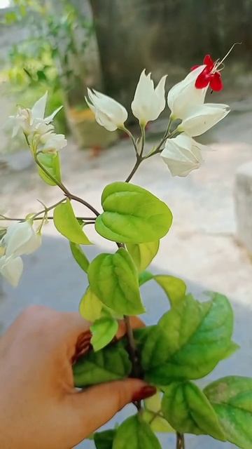 bleeding heart ka plant #short #youtubeshorts #archana siddhu channel ❤️ смотреть онлайн