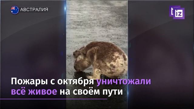 коала смотреть онлайн