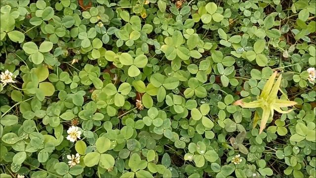 «Счастливый» клевер смотреть онлайн