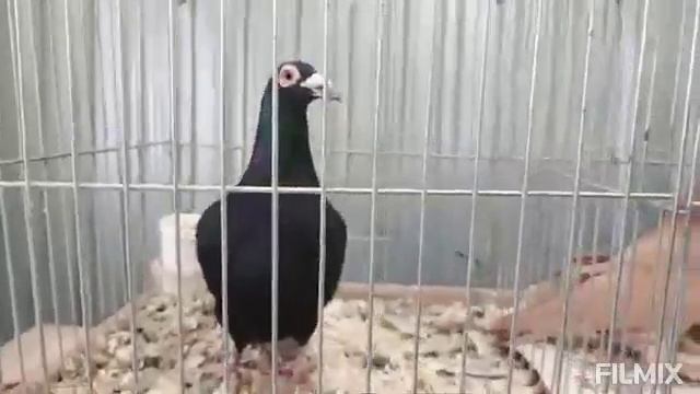 15.02.2025г Ярмарка голубей птичий рынок садовод