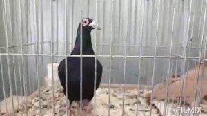 15.02.2025г Ярмарка голубей птичий рынок садовод