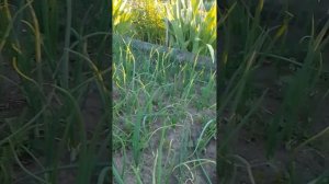 боится ли рассада репчатого лука заморозков?