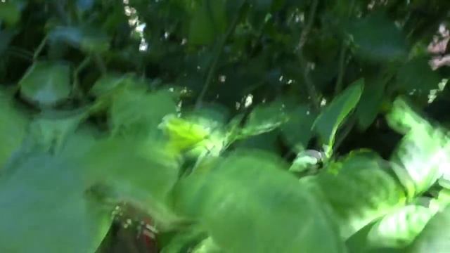 2015 Super Hot Peppers Growing Season - Ep. 23 - November Harvest смотреть онлайн