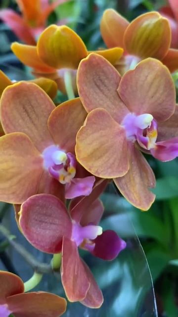💙💛 Multiflora PAPRIKA яскрава🤩воскова🤩ароматна🤩 #orchid #phalenopsis #kyiv #paprika #multiflora смотреть онлайн
