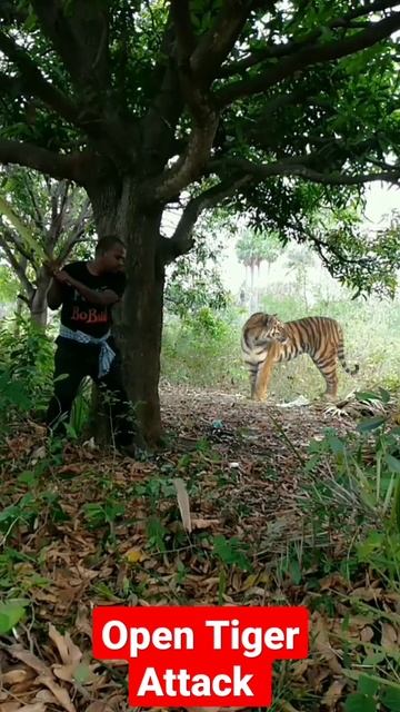 Open Tiger attack Safari #shorts #youtubeshorts #shortsfeed #short #tiger смотреть онлайн