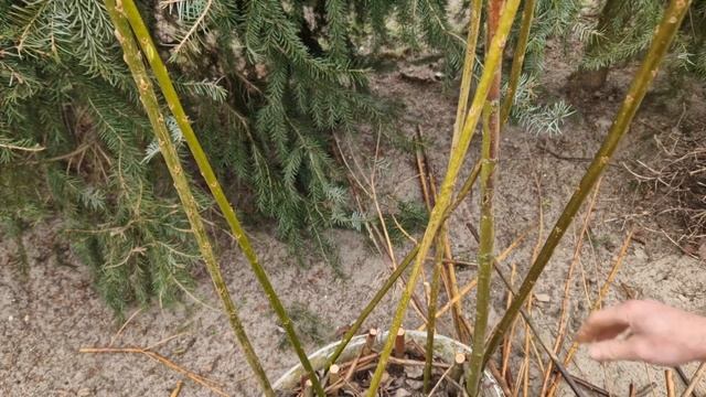 🍀 Ratujemy zdrowe pędy. Naturalne formy ogrodowe. смотреть онлайн