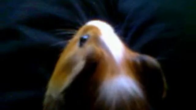 моя морская свинка.3gp смотреть онлайн