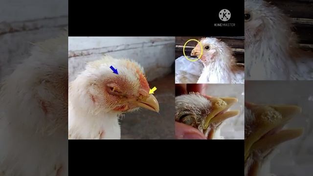 ياترى ايه المرض اكتب فى التعليقات وتابعنا الفيديو اللاحق كل ما يخص المرض смотреть онлайн