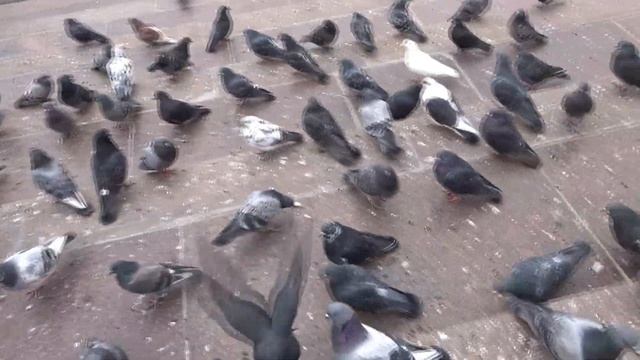 Город и голуби смотреть онлайн