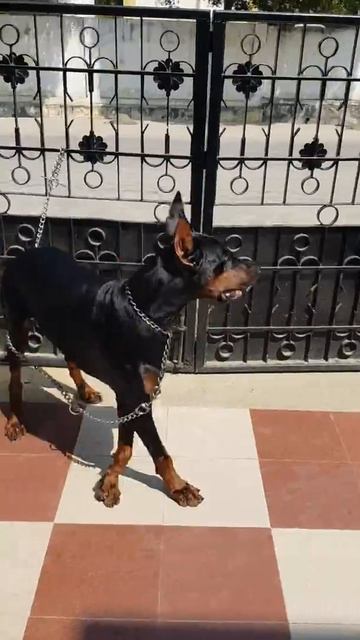 Aggressive European doberman in india. Doberman- aggressive.insta id- dad_daughter_dogs_3d смотреть онлайн